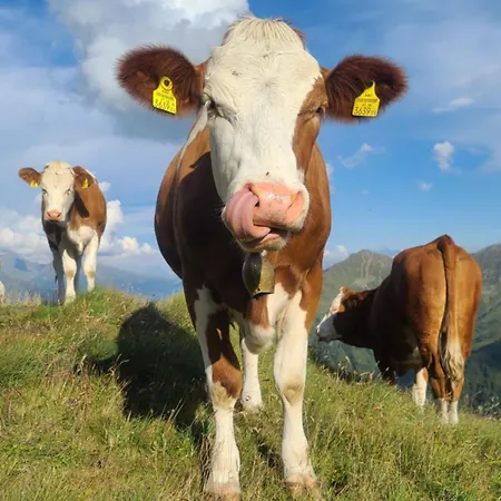 Dağ evi Almhuette Oberschaller Bei Alfenalm - Am Berg Innervillgraten