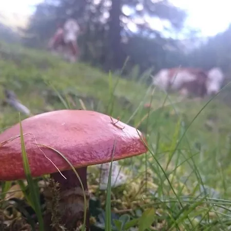 Domek alpejski Almhuette Oberschaller Bei Alfenalm - Am Berg *